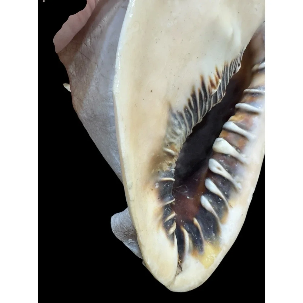 Horned CASSIS Cornuta Helmet Shell Long Lbs Large Conch